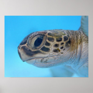 Green Sea Turtle print
