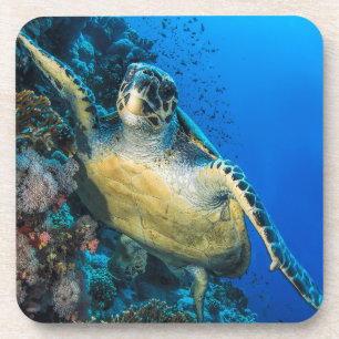 Green Sea Turtle Red Sea Coaster