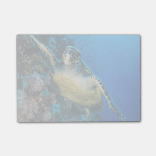 Green Sea Turtle Red Sea Post-it Notes