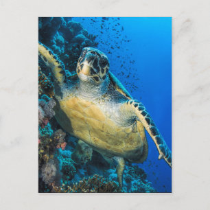 Green Sea Turtle Red Sea Postcard