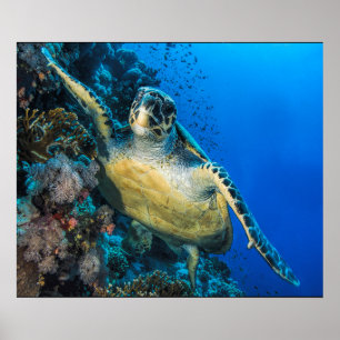 Green Sea Turtle Red Sea Poster