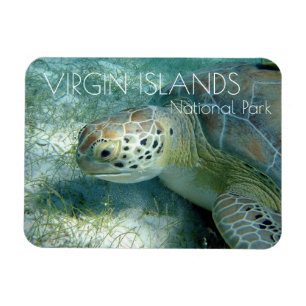 Green Sea Turtle, Sea Plants, Virgin Islands NP Magnet
