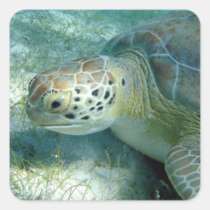 Green Sea Turtle, Sea Plants, Virgin Islands NP  Square Sticker