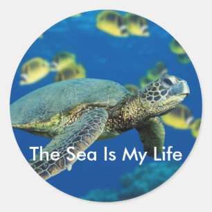 Green Sea Turtle Sticker