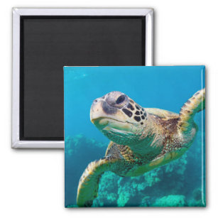 Green Sea Turtle Swimming Over Coral Reef  Hawaii Magnet