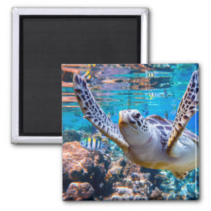 Green Sea Turtle Swimming Over Coral Reef  Hawaii Magnet