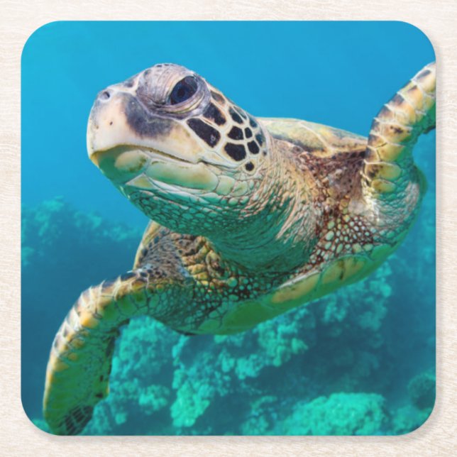 Green Sea Turtle Swimming Over Coral Reef |Hawaii Square Paper Coaster (Front)