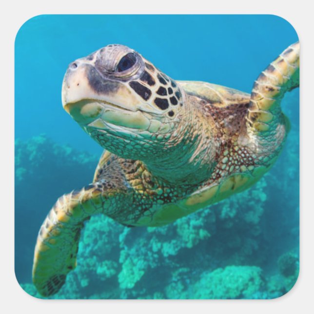 Green Sea Turtle Swimming Over Coral Reef |Hawaii Square Sticker (Front)