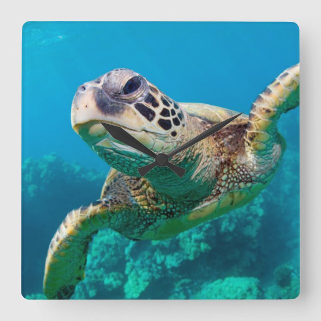 Green Sea Turtle Swimming Over Coral Reef |Hawaii Square Wall Clock (Front)