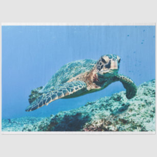 Green Sea Turtle  Tissue Paper
