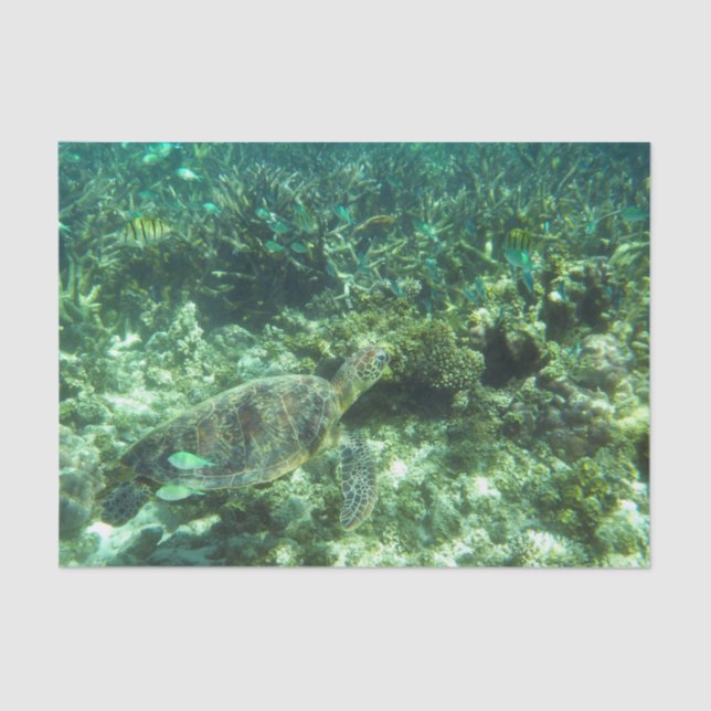 Green Sea Turtle, Tropical Fish and Coral  Tissue Paper (Front)