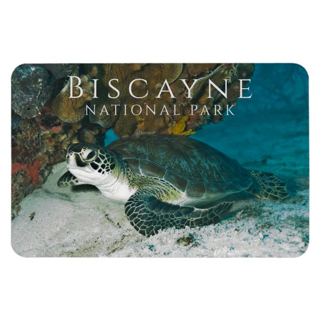 Green Sea Turtle under Water Biscayne NP Magnet (Horizontal)