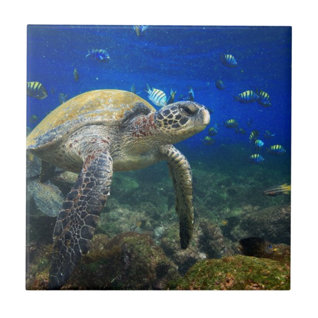 Green sea turtle underwater Galapagos paradise Tile (Front)