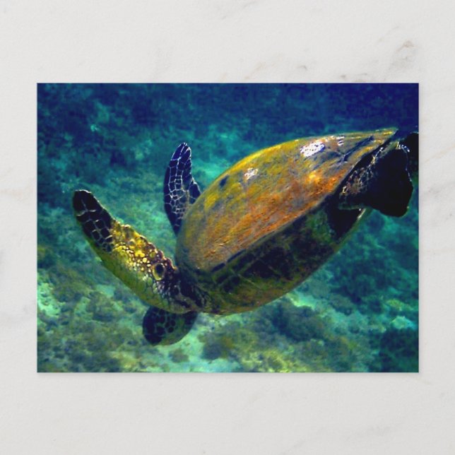 Green Sea turtles Postcard (Front)