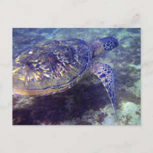 Green Sea turtles Postcard