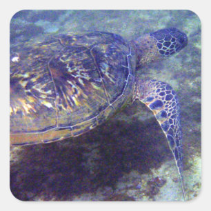 Green Sea turtles Square Sticker
