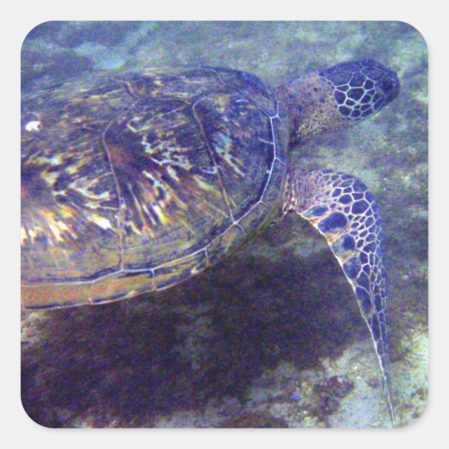 Green Sea turtles Square Sticker (Front)
