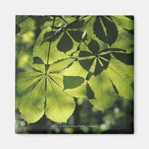 Green Seven Point Leaves with Sun Illumination Magnet