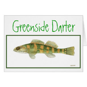 Green Sided Darter card