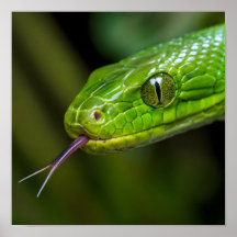Green Snake Head
