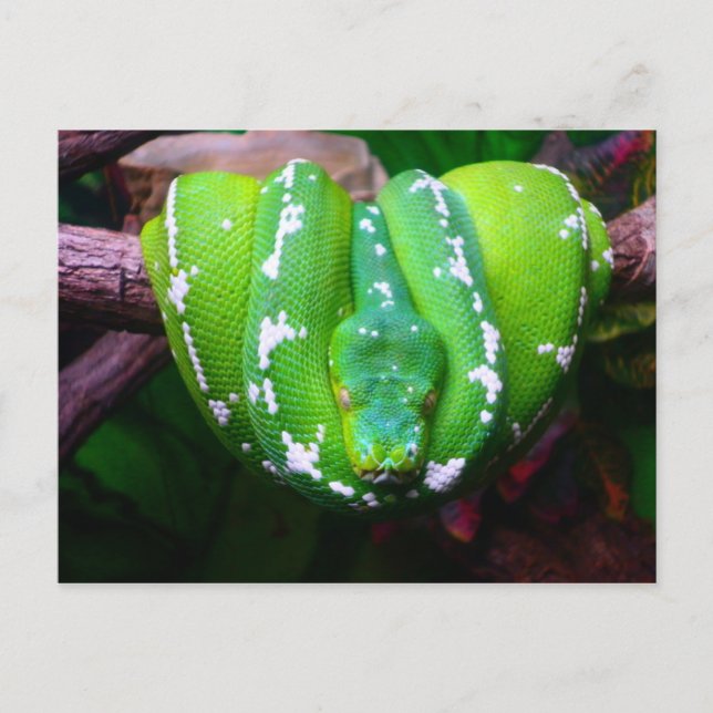 Green Snake Postcard (Front)