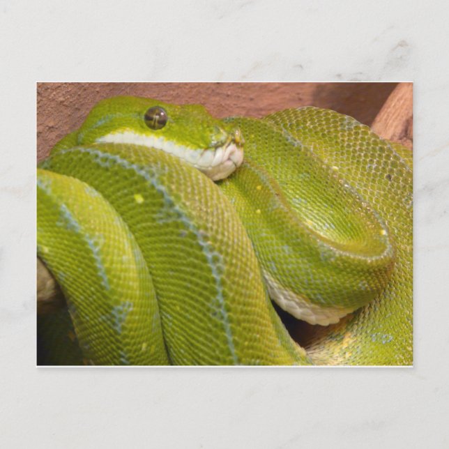 green snake postcard (Front)