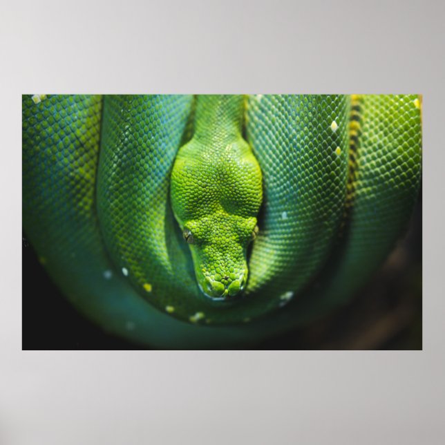 GREEN SNAKE POSTER (Front)