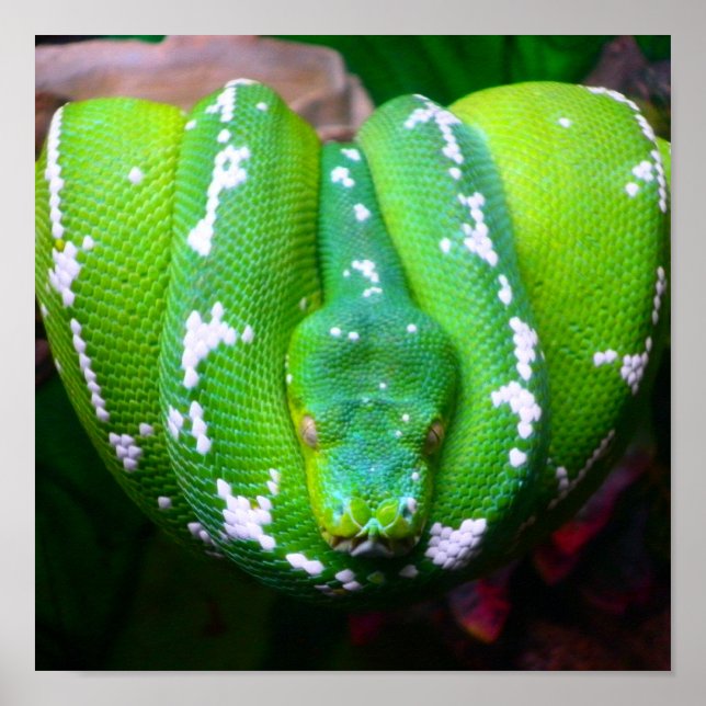 Green Snake Poster (Front)