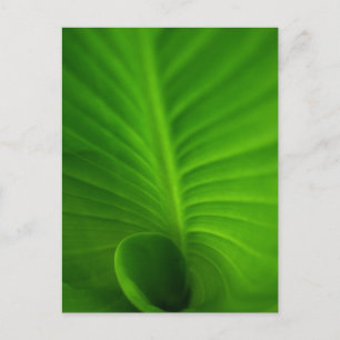 Green Spiral Leaf Postcard