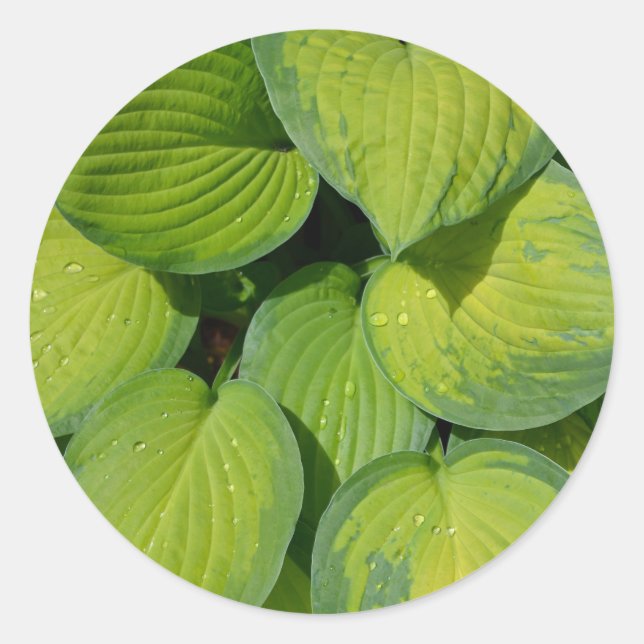 Green spring hosta plant leaves classic round sticker (Front)