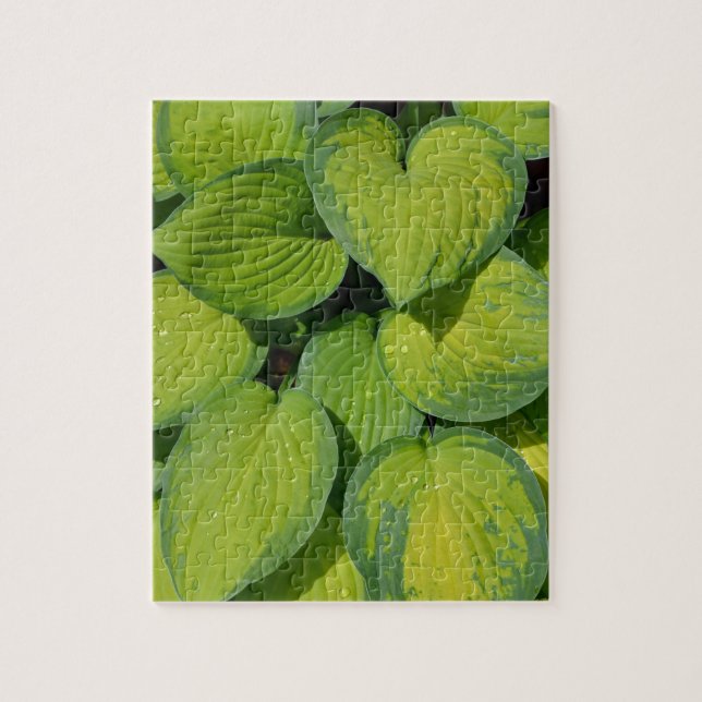 Green spring hosta plant leaves jigsaw puzzle (Vertical)
