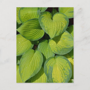Green spring hosta plant leaves postcard