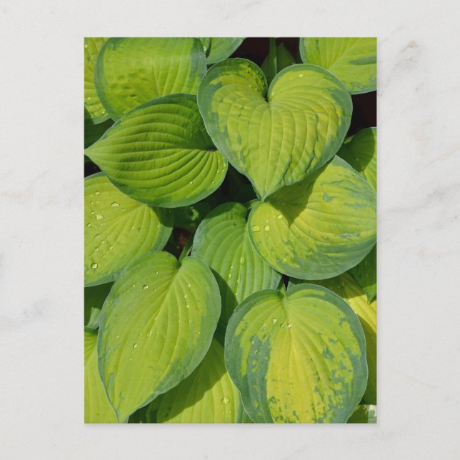 Green spring hosta plant leaves postcard (Front)