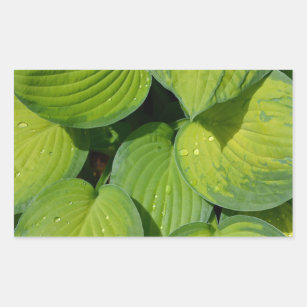 Green spring hosta plant leaves rectangular sticker