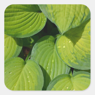 Green spring hosta plant leaves square sticker