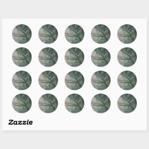 Green spruce tree close-up, Christmas aesthetic Classic Round Sticker