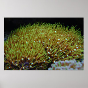 green star polyp coral poster