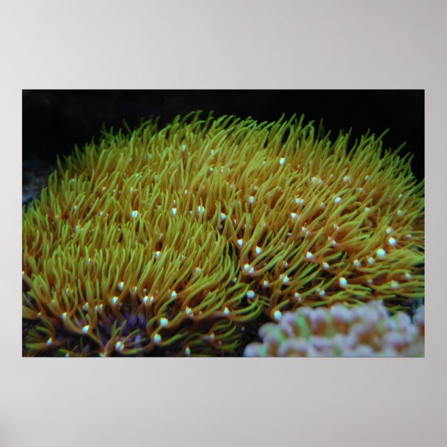 green star polyp coral poster (Front)