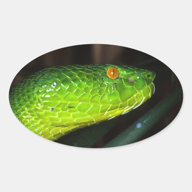 Green Stejneger's pit viper snake Oval Sticker (Front)