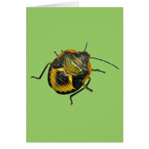 Green Stink Bug Nymph Coordinating Items