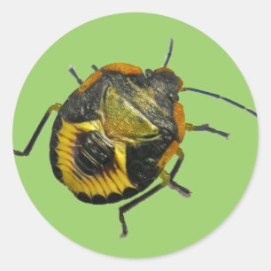 Green Stink Bug Nymph Coordinating Items Classic Round Sticker