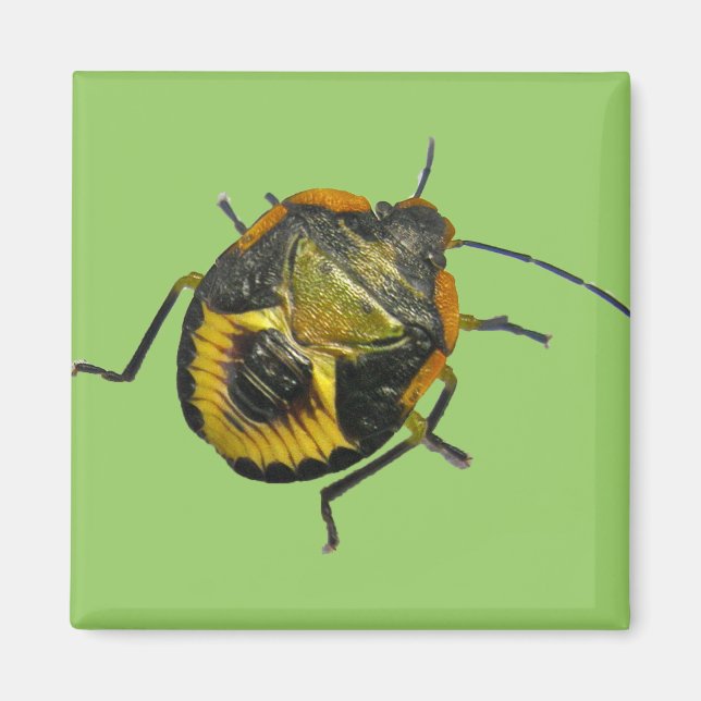 Green Stink Bug Nymph Coordinating Items Magnet (Front)