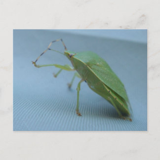 Green Stink Bug Postcard