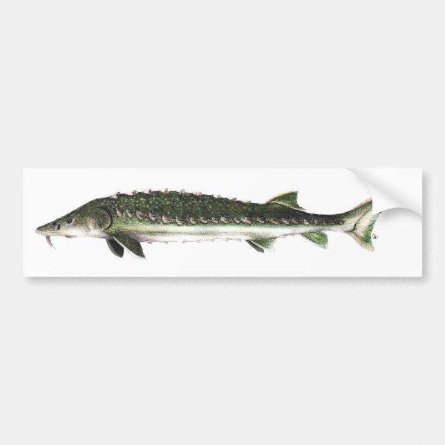 Green Sturgeon - Acipenser medirostris Bumper Sticker (Front)