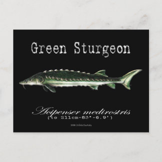 Green Sturgeon-Black-Postcard Postcard