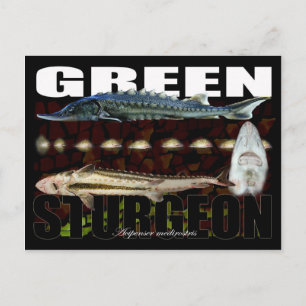 Green Sturgeon-Collage-Postcard Postcard