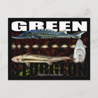 Green Sturgeon-Collage-Postcard Postcard
