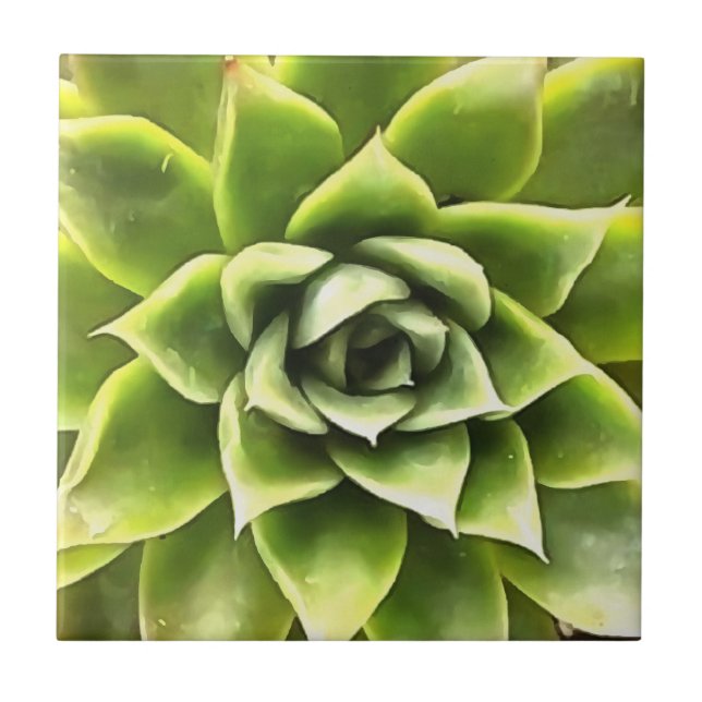 Green Succulent Close Up Cacti Art Ceramic Tile (Front)