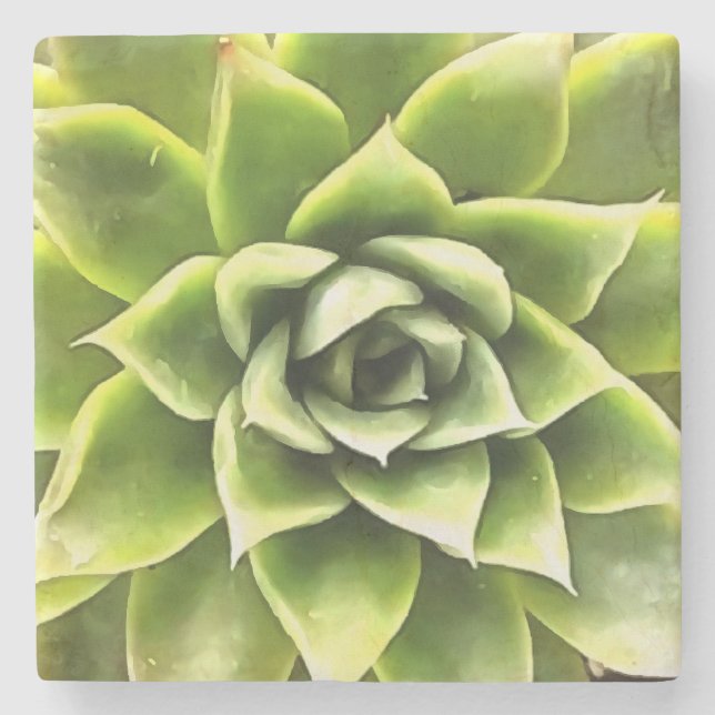 Green Succulent Close Up Cacti Art Stone Coaster (Front)