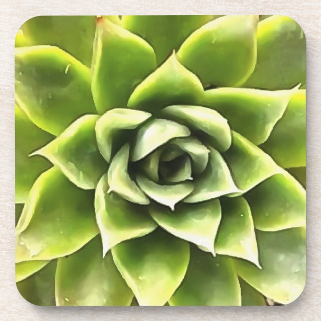 Green Succulent Close Up Coaster (Front)